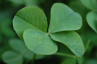 clover_St.Patrick