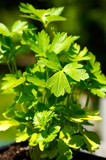 parsley